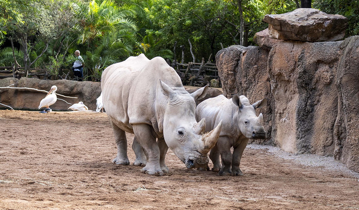 Rinocerontes, madre y cría, en la sabana de BIOPARC Valencia