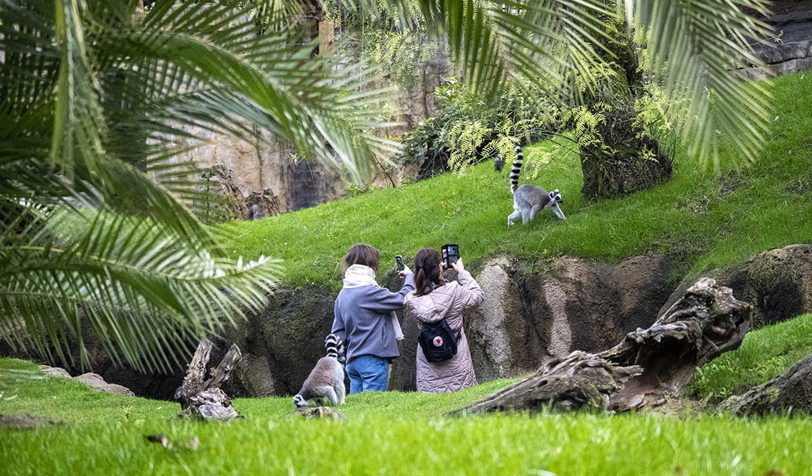 Visitantes observando a los lémures en BIOPARC Valencia